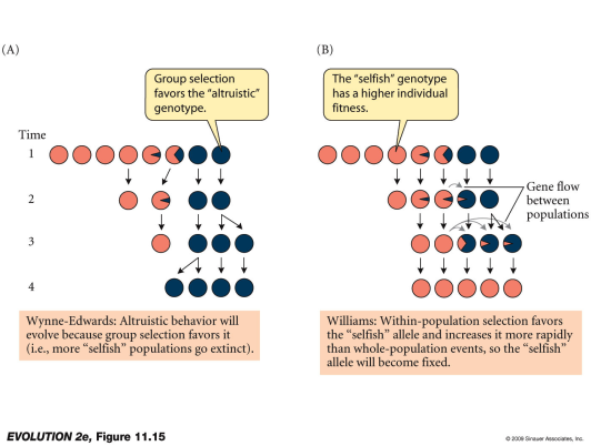 Wynne Edwards (1960-luvulla): jos populaatio syö resurssinsa, se kuolee sukupuuttoon, joten adaptaatio, joka estää ylensyönnin - selostaa altruismin Williams/ Maynard Smith: yksilövalinta