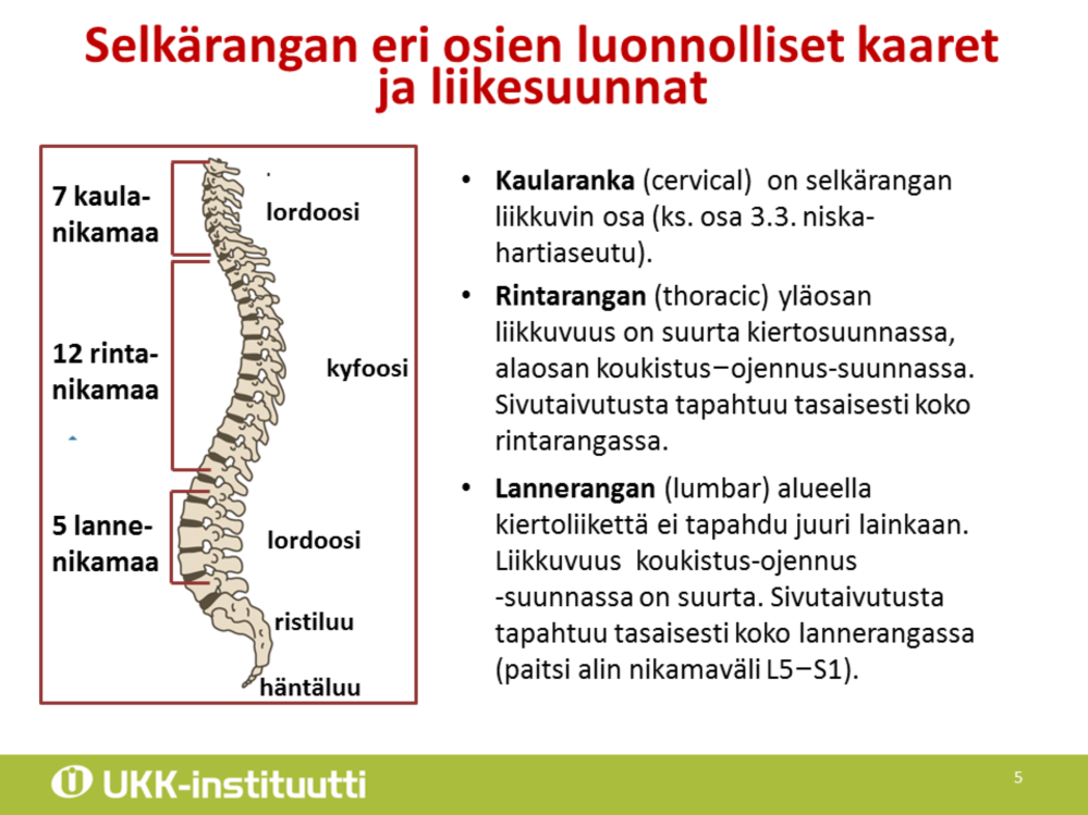 Selkärangan normaalit kaaret sivusuunnasta katsottuna ovat: kaularangan nikamien muodostama notko eli lordoosi pyöristynyt rintaranka eli kyfoosi lannerangan notko.