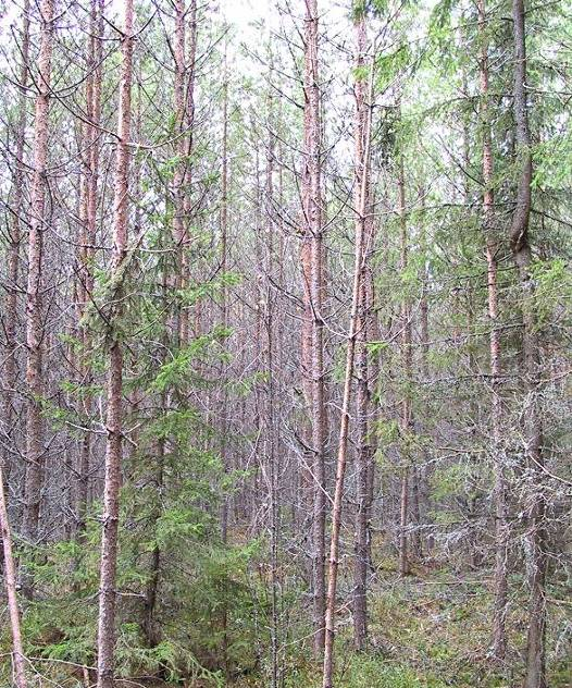 Karsiutuminen ja riukuuntuminen Ylitiheä männikkö 5 Harvennuksen tavoitteet taloudellisuuden parantaminen tuoton keskittäminen metsikön