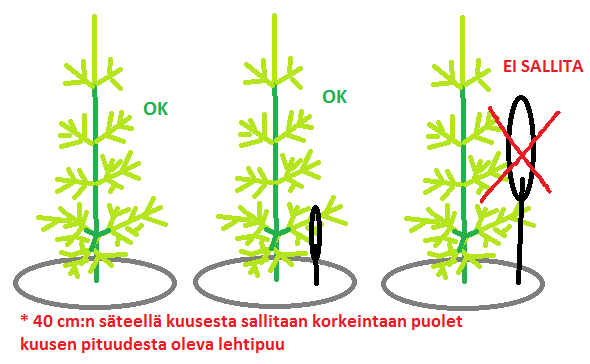 3.1.4 Lehtipuiden piiskaamaksi joutuvat kuuset Näiden takia joudutaan tekemään joko taimikonhoito tai ennakkoraivaus. Jos lehtipuuta ei poisteta, on riskinä kuusen rungon vaurioituminen.