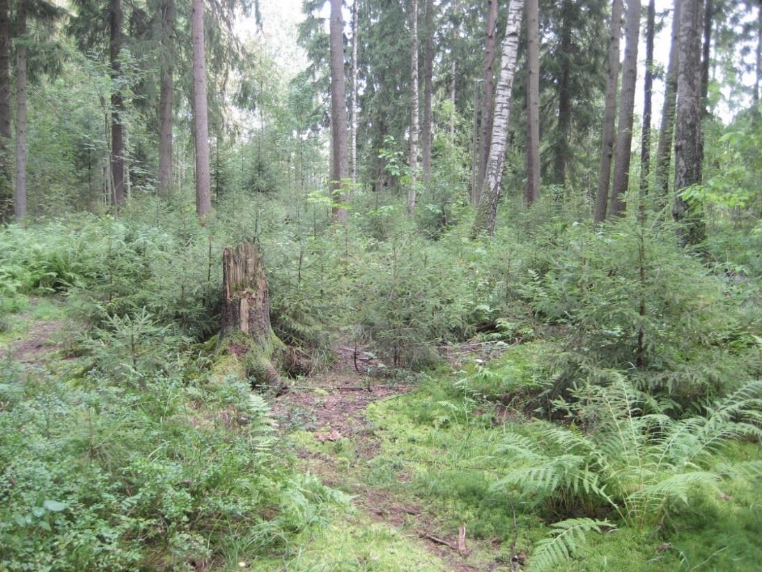 Metsän uudistaminen väljentämällä Uudistamistarpeessa olevaa metsää harvennetaan niin väljäksi, että uusia taimia pääsee kasvamaan paikalla