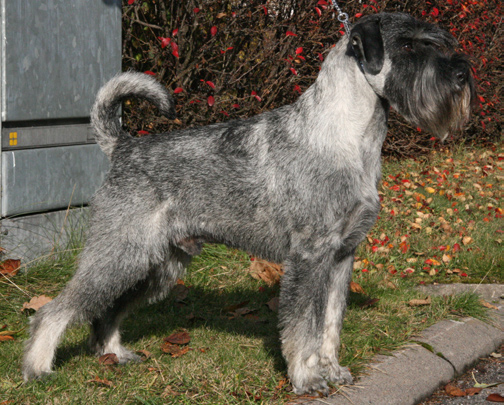 Runko ja mittasuhteet Snautseri on neliömäinen koira. Rungon pituus mitattuna lapojen etureunasta pakaraan vastaa koiran säkäkorkeutta (kuvassa merkitty a-kirjaimella).