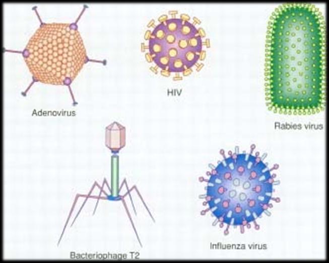 Virus triviaa Viruksia on kaikkialla biomassa lukumäärä Vesistöissä i On arvioitu, että virukset ovat kappalemääräisesti maailman yleisin biologinen järjestelmä (10 31 viruspartikkelia maailmassa).