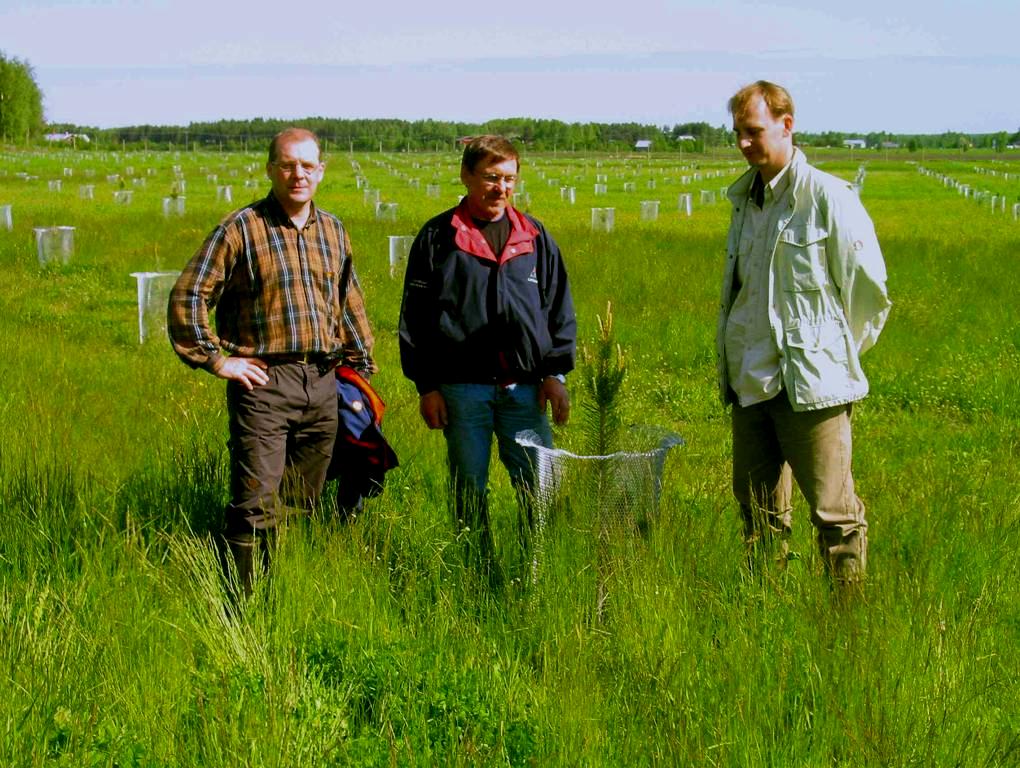 ja koivun siemenviljelysten perustamissuunnitelmat (1997) Metsäpuiden siemenhuoltoryhmä