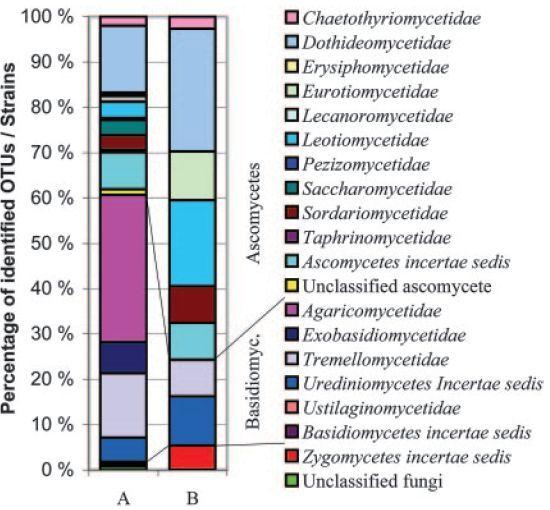 Sienien diversiteetti huonepölyssä Kloonikirjastot: 1339 sekvenssiä 394 TU:a Yleisimpiä: hiivat, Cladosporium,