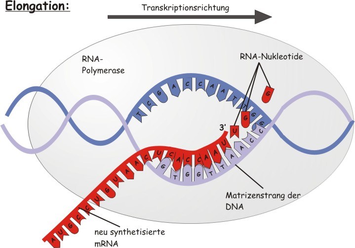 DNA:n informaation
