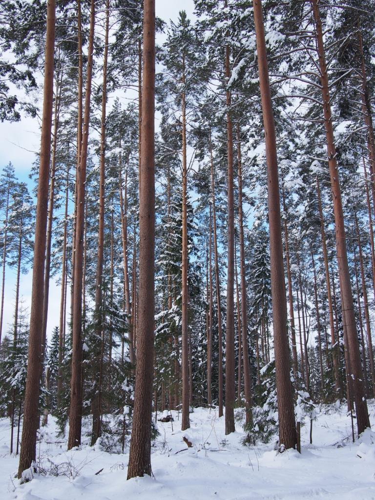 FSC edistää monipuolista metsätaloutta FSC-merkittyjen tuotteiden puuraaka-aine on peräisin vastuullisesti hoidetuista