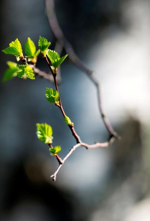 Luontoarvot ja monimuotoisuus Suojelunarvoisten alueiden tunnistaminen ja huomioon ottaminen metsänhoidossa lainsäädännön turvaamat