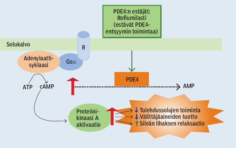 PDE4-estäjän roflumilastin