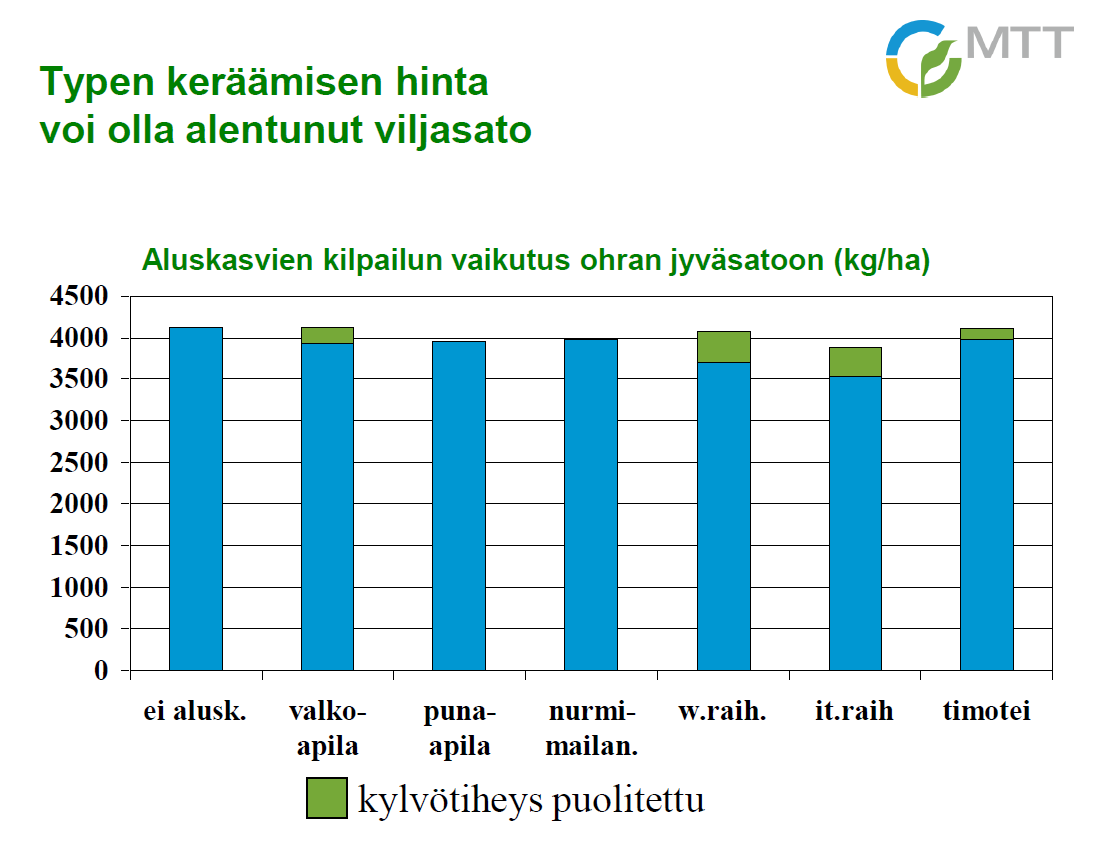 Aluskasvin kilpailu satokasvin