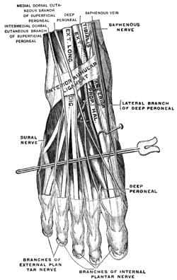 Peroneushermo palpoidaan polvipoimun lateraaliosasta biceps femoriksen jänteen mediaalipuolelta sekä fibulan pään ympäriltä Pinnallinen peroneushermo palpoidaan jalkaterästä pitkin neljännen