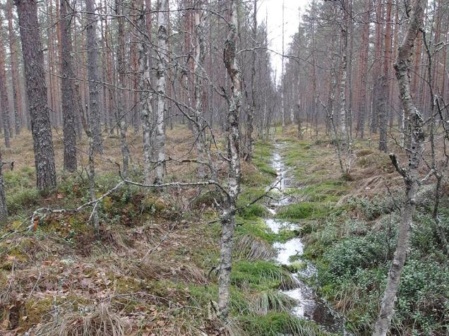 Oja täysin tukossa, puustossa pikkuhiljaa harvennustarvetta, puustosta valtaosa kasvaa