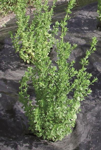 SUVIKYNTELI (Satureja biflora (D.Don) Bentham) KASVIN KUVAUS Huulikukkaiskasveihin (Lamiaceae) kuuluva suvikynteli on 50-70 cm korkea, monivuotinen kasvi. Kasvutavaltaan se on tuuhea ja pysty.