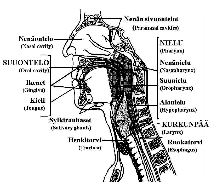 1.1.1 Pään ja kaulan alueen levyepiteelikarsinooma Pään ja kaulan alueen syöviksi luokitellaan kasvaimet, jotka sijaitsevat suun, nielun, nenän tai kurkun alueella.