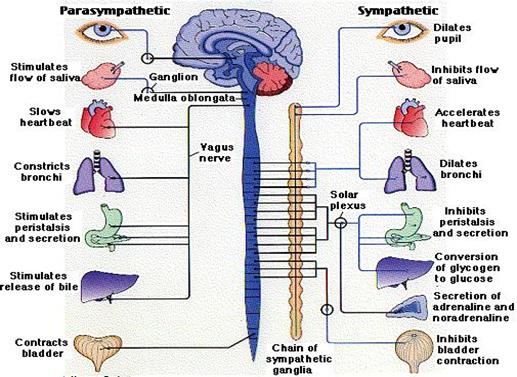 THE UPWORD SPIRAL OF POSITIVE EMOTIONS Positive emotions Oxytocin