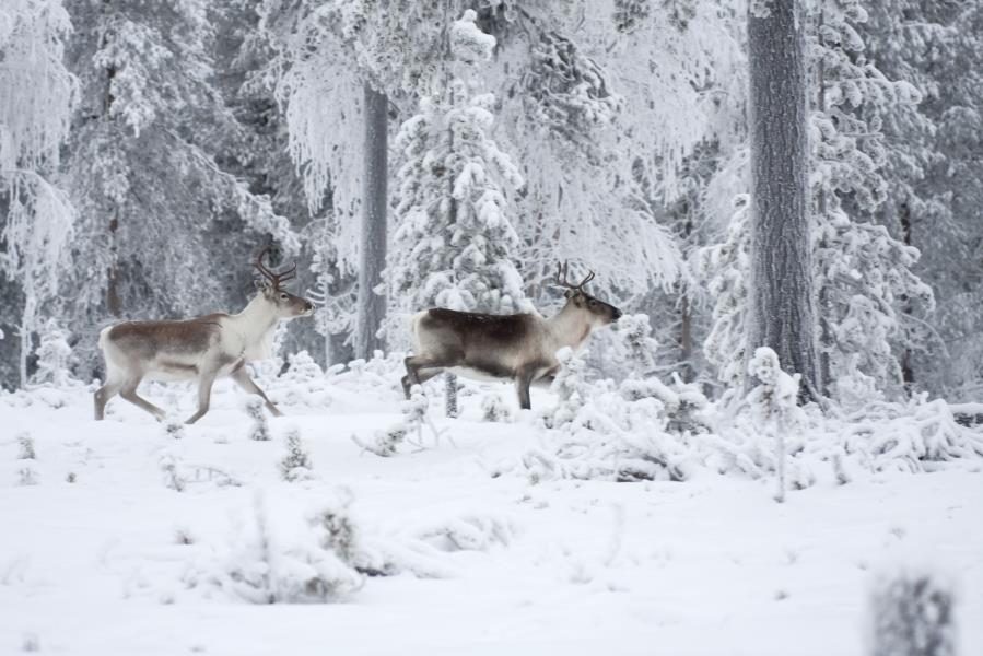 Kriteeri 31 Poronhoidon toimintaedellytykset turvataan 64 Poronhoitoalueella metsähallituksen hallinnassa olevilla valtion metsäalueilla metsätalouden toimenpiteet ja