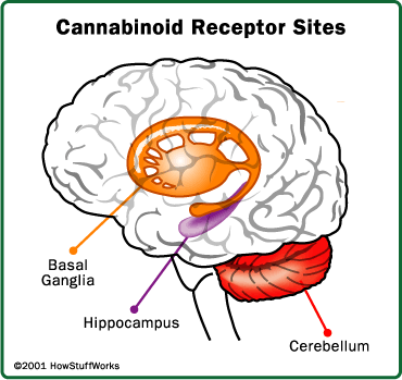 Kannabinoidijärjestelmä The psychoactive effects of cannabis (plant cannabinoids and the endogenous cannabinoids) appear