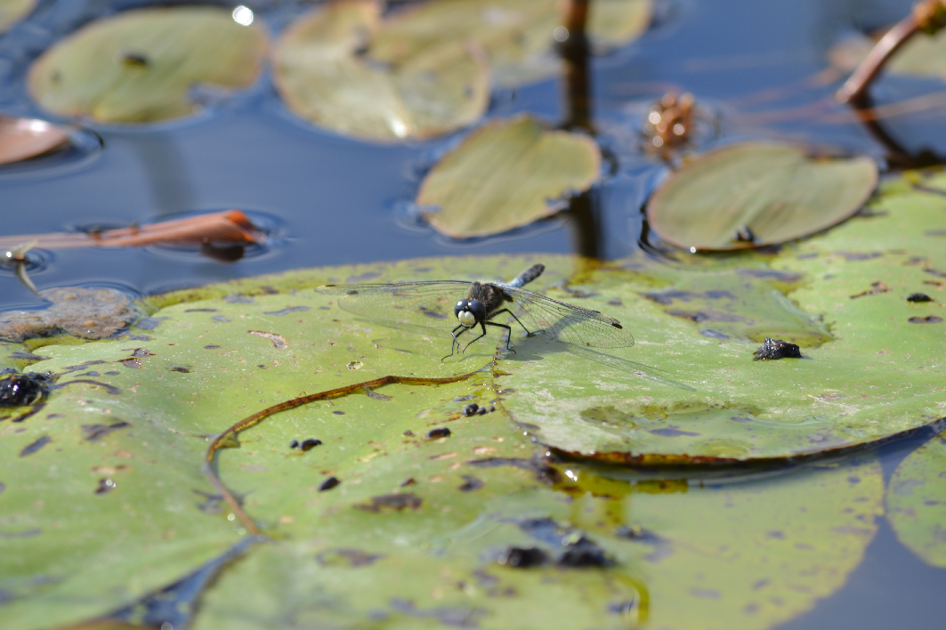 4.2. Lummelampikorento Lummelampikorentoja (Leucorrhinia caudalis) tavattiin kolmesta erillisestä paikasta (liite 1). Maantiesillan pohjoispuolella olevassa kelluslehtikasvillisuudessa havaittiin 5.7.