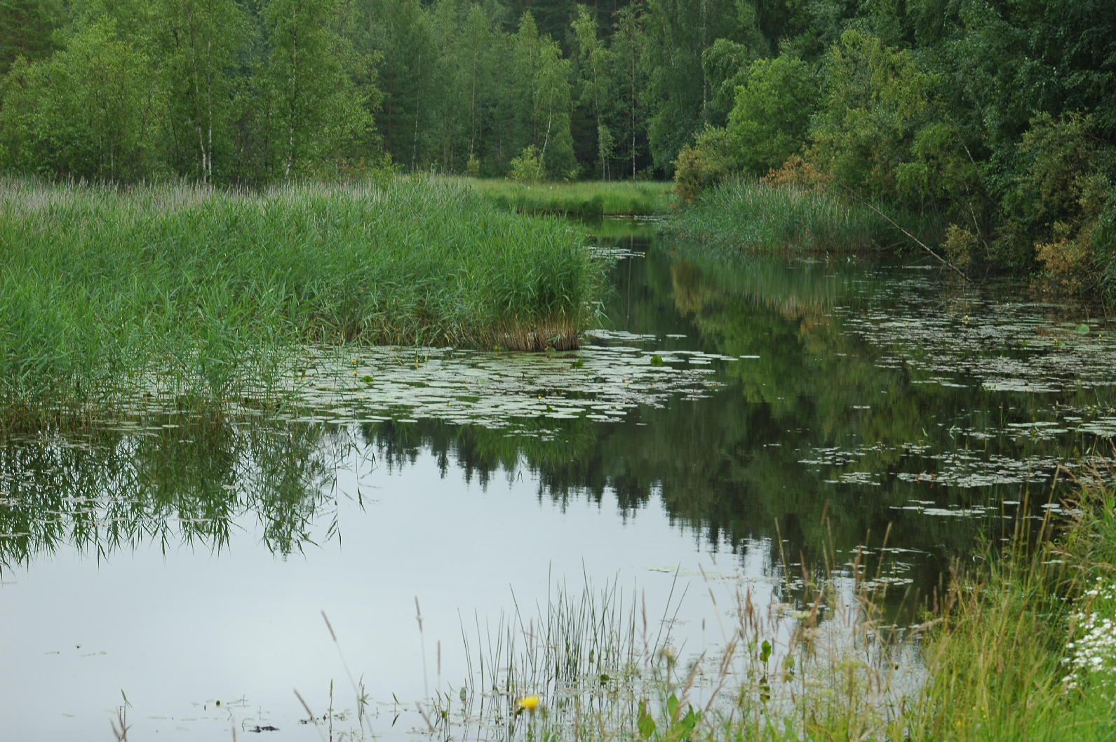 1. JOHDANTO Pirkkalan kunnan ympäristötoimi tilasi toukokuun lopulla 2012 Luontopeililtä Sikojoen luontoselvityksen, joka sisälsi alueen pesimälinnuston sekä tiukasti suojeltavien sudenkorentojen ja