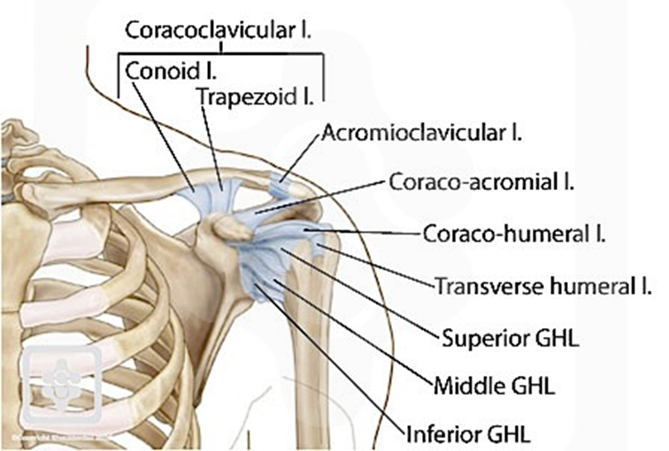 10 acromiaalinen ligamentti (CAL), coraco-claviculaariset ligamentit (CCL), acromioclaviculaarinen ligamentti (ACL) sekä transverse humeraalinen ligamentti (THL). (Shoulder ligaments.