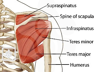 11 Transverse humeral ligamentti pitää hauiksen pitkän pään jänteen olkaluun sulcuksessa eli tuberculum minorin ja majorin välissä. (Shoulder ligaments.) 2.