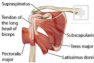 12 Abduktiossa ovat mukana jälleen kaikki yksittäiset nivelet ja liikkeen suorittamiseen osallistuvat deltoideuksen keskiosan säikeet sekä supraspinatus.