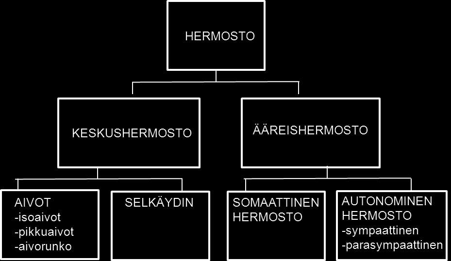 6 Kuva 1 Hermoston rakenne Ääreishermosto jaetaan toimintansa perusteella somaattiseen ja autonomiseen hermostoon.