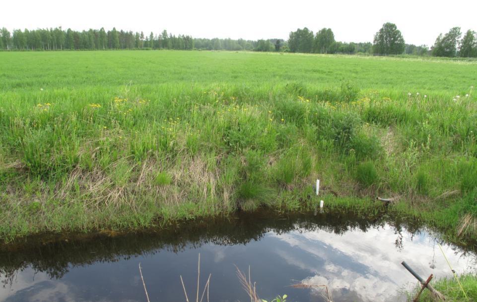 Kastelulla tai säätöojittamisella ei ollut merkitsevää satovaikutusta