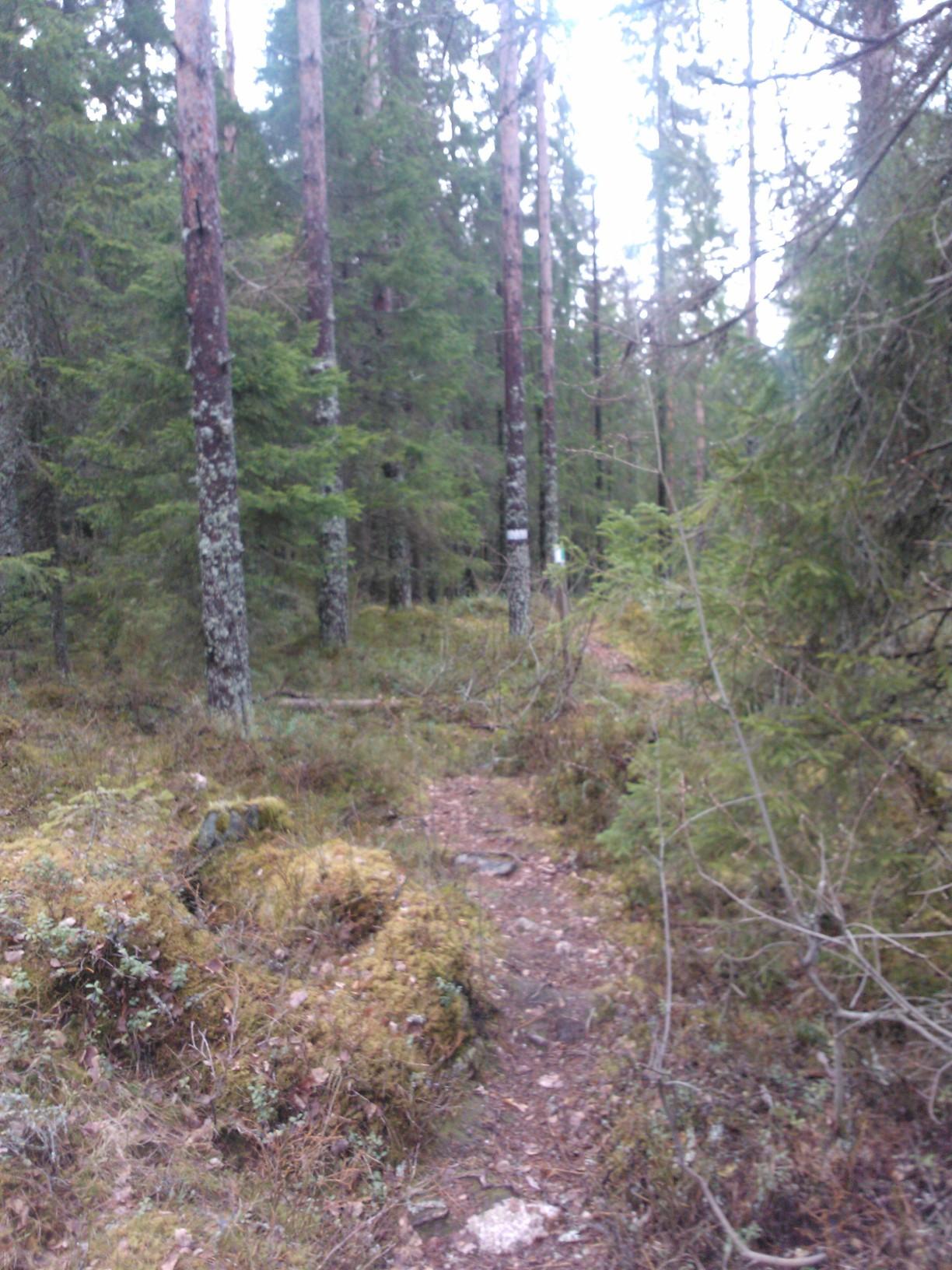 Metsästä motivaatiota miesten painonhallintaan -tuloksia ja kokemuksia Luonto Liikuttamaan 3/2014 9/2014 Tanja