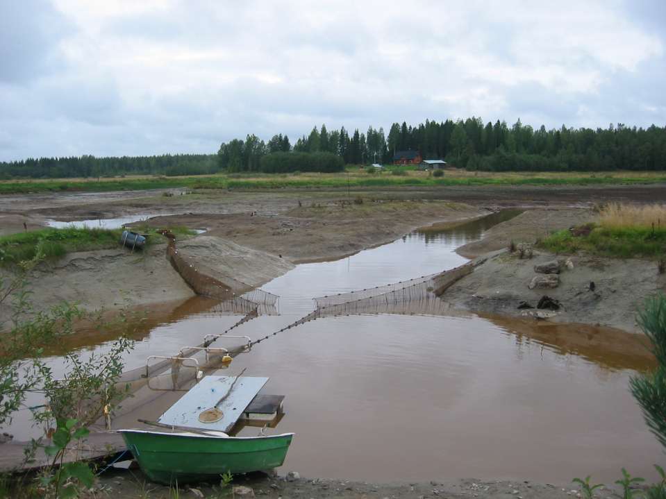 Luonnonravintoviljely kesänvanhoja harjuksia, kuhia ja planktonsiikoja lähes kaikki myydään maakuntaan, mutta tuontia