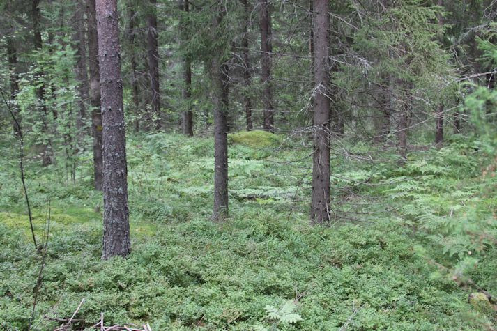 9 Kuva 11. Osa-aluetta Kiviorkosta pohjoiseen kuvattuna. Kuva 12. Osa-alue Kiviorkon kalliokupolilta etelään kuvattuna. Edustalla soratie, joka kulkee suunnittelualueen läpi. Kuva 13.