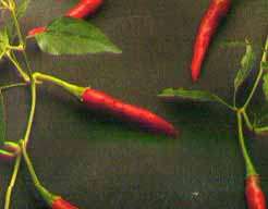 Thai -chili (C.