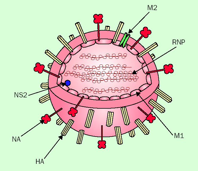 Influenssalääkkeet Adamantaanit (M2 inhibiittorit) amantadiini (Atarin ) (rimantadiini) Vaste vain influenssa