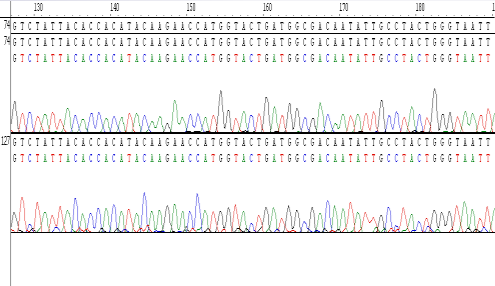 soluviljelmissä: HeLa-, A549-, MDCK-, HEF-solut apinan munuaisen