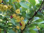 Argania Spinosa Kernel Extract* (Argan) (Kuva 1) Luomulaatuinen Argan puun hedelmäuute. Tehokas pitkän aikavälin talituotannon sääntelyssä, vähentää ihon rasvaisuutta, ehkäisee ihoärsytyksiä.