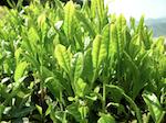Camellia Sinensis Leaf Extract* (Vihreä tee) (Kuva 1) Luomulaatuinen vihreä tee suojaa ympäristön saasteilta. Voimakkaita antioksidantteja ja antiinflammatorisia aineita.