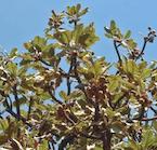 Rubus Chamaemorus Extract* (Lakka) Suomalainen luomulaatuinen lakkauute sisältää runsaasti C-vitamiinia sekä muita vitamiineja ja kivennäisaineita.