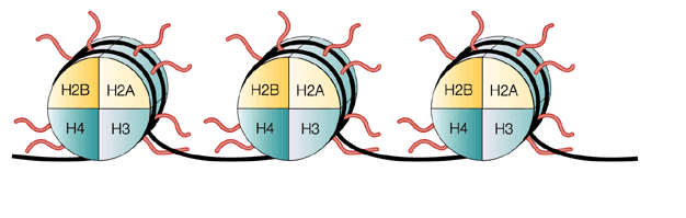 10 3.2 Histonit Eukaryoottisoluissa, pois lukien verihiutaleet ja punasolut, on runsaasti DNA:ta, jonka histoniproteiinit pakkaavat tumaan.