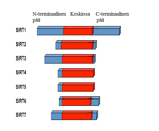 15 Kuvan 3 mukaisesti sirtuiineilla on samankaltainen, 275 aminohaposta koostuva ydinosa keskellä ja toisistaan poikkeavat sivuissa olevat N- ja C-terminaaliset päät, joiden perusteella sirtuiineilla