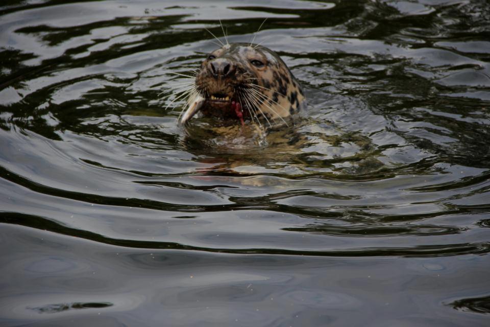 Näkemyksiä kalastajilta Tietoa