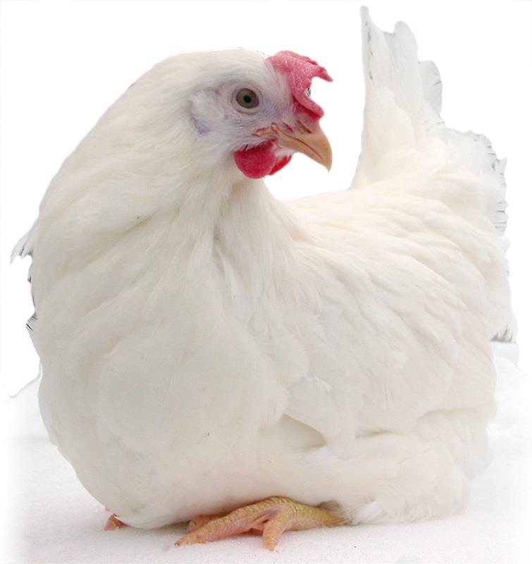 Katsaus munantuottajan ja nuorikkokasvattajan vakuutusturvaan LSK Poultry Oy Lohmann LSL kanan maahantuonti,