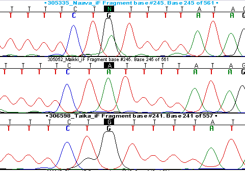 Geneettiset markkerit monimuotoisuuden tutkimisessa mikrosatelliitit genomisia, biparentaalisia, neutraaleja hyvin varioivia, useita