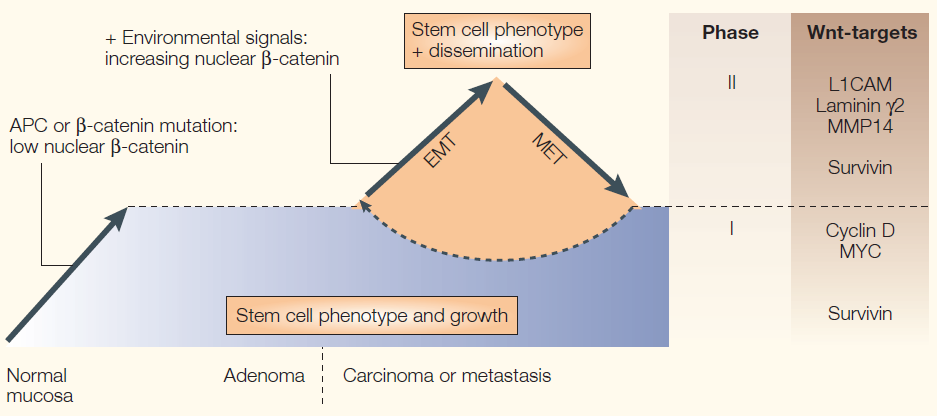 Kuva 8. β-kateniinin vaikutus suolistokasvaimen muodostumiseen ja sen etenemiseen karsinoomaksi ja invasiiviseksi syöväksi (Brabletz ym. 2005). 2.3.