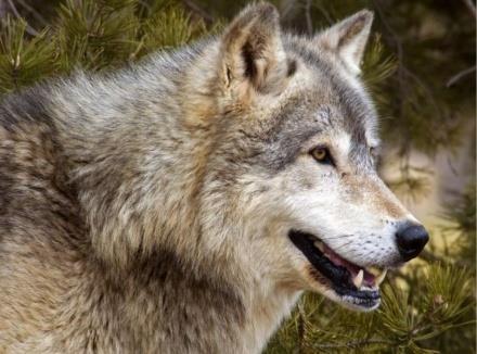 Kalevala puhuu vedenkoirasta mikä voidaan tulkita hylkeeksi tai haueksi. Toisintonimi on vesisusi.