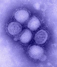 Mitä opimme H1N1:stä - omat
