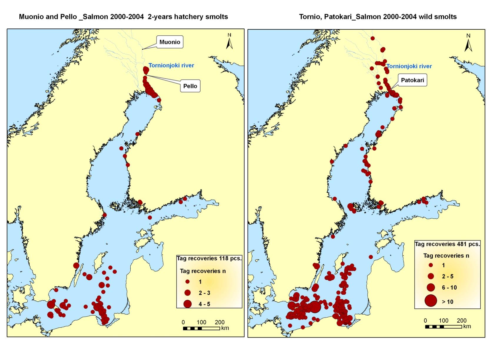 Migrations of salmon from Gulf