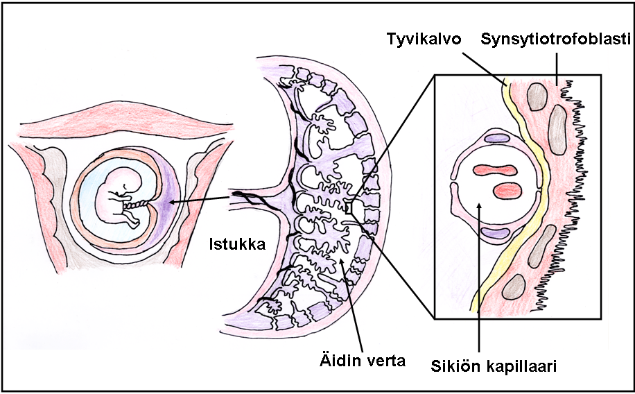 178 dostaa istukkaan tiiviin solukerroksen, joka erottaa äidin ja sikiön verenkierron toisistaan (Kuva 3) (Huppertz ym. 2006).