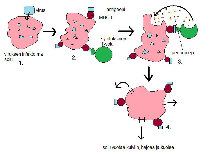 192 T-lymfosyyteistä erikoistuneet auttaja-t-solut sekä B-solu sitoutuvat MHC-II-antigeeniyhdistelmään ja aktivoituvat.