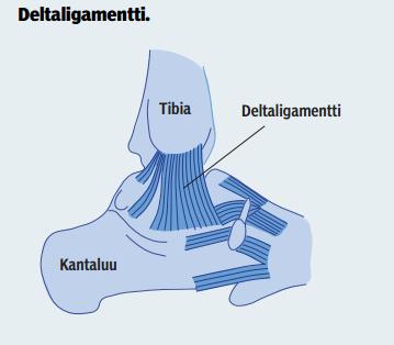 19 Kuva 5. Nilkan lateraaliset ja mediaaliset nivelsiteet (Lassila, Kirjavainen, Kiviranta 2011, 357) 4.