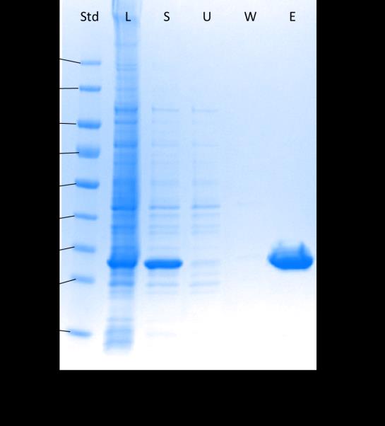 . Affiniteettikromatografian jälkeen, Ni-NTA-fraktioista suoritettiin SDS-PAGE analyysi positiivista napaa kohti (Kuva 2A).